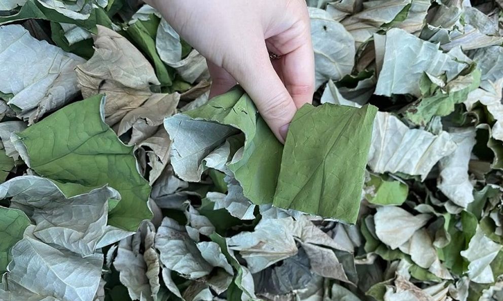 Việt Nam có 1 loại lá phơi khô được ví như 