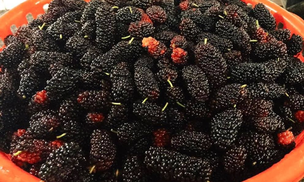 Việt Nam có loại quả chua chua ngọt ngọt chứa đến 88% nước: Được xem là “siêu thực phẩm” ngăn lão hóa, chống ung thư 