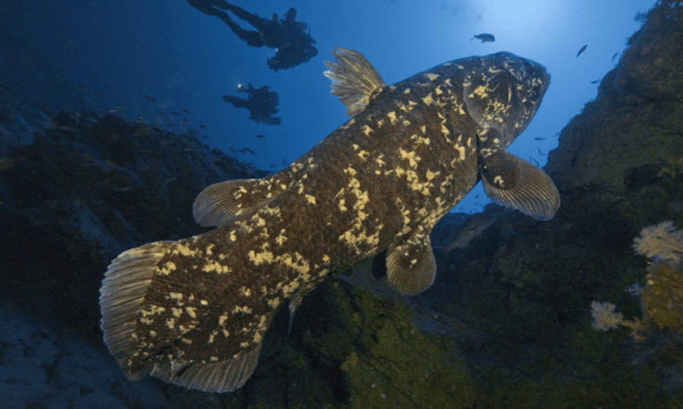 Loài động vật quý hiếm bậc nhất hành tinh, tuyệt chủng cách đây 70 triệu năm bất ngờ tái xuất ở nơi rất gần Việt Nam