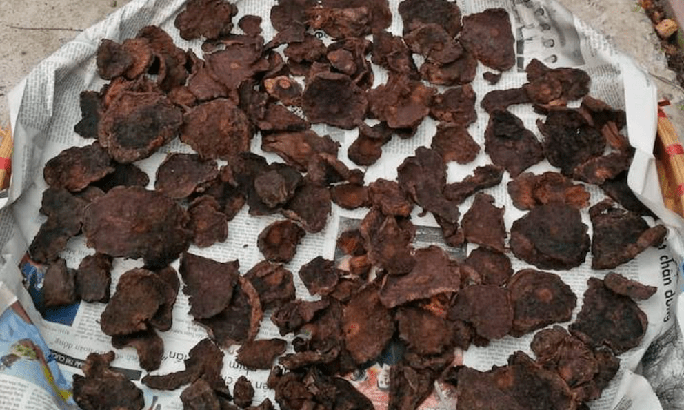 Việt Nam có loại rễ cây sần sùi dưỡng tóc đen mượt, kích thích mọc tóc, dùng đúng còn chữa được nhiều bệnh