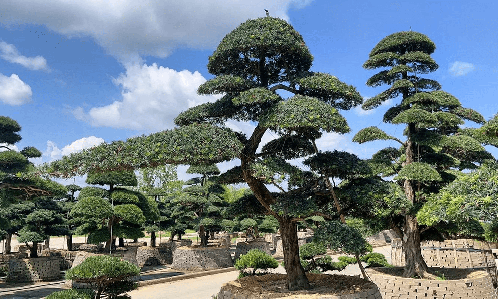 Cây tùng la hán trị giá 290 triệu đồng đột nhiên héo chết, người đàn ông kiện hàng xóm, tòa tuyên bố: 1 bên phải bồi thường toàn bộ