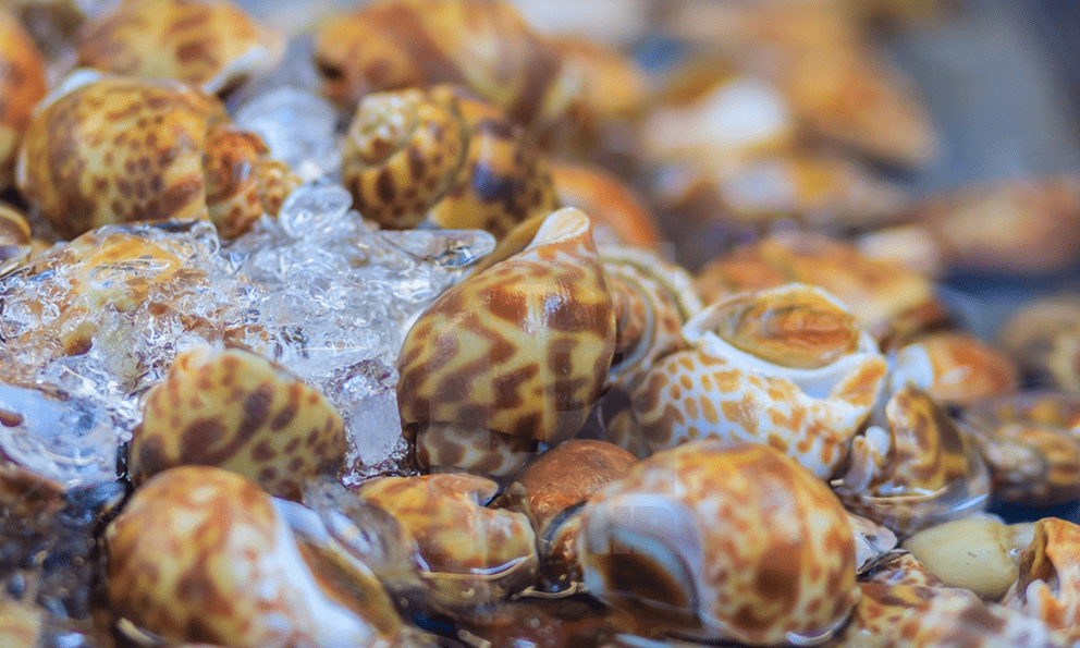 1 loại hải sản thơm mùi lá dứa của Việt Nam được Trung Quốc bỏ 16 triệu USD thu mua: Giòn sần sật, giàu omega-3, vô cùng đại bổ 