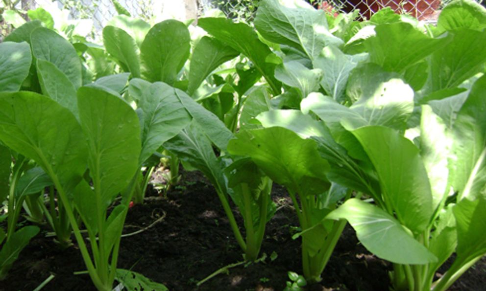 Loại rau được ví là “máy hút bụi cho phổi”, đem chế biến theo cách này vừa lạ miệng, vừa bổ dưỡng giúp kéo dài tuổi thọ