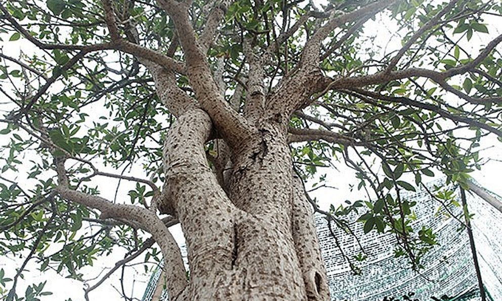 3 loại cây cảnh được người giàu thích trồng hơn cả hoa: Vừa sang trọng, vừa tốt cho sức khỏe