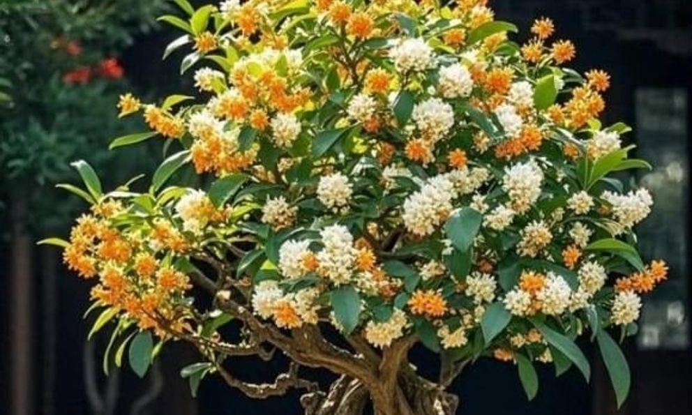 5 loại cây cảnh vừa dễ chăm vừa tượng trưng cho sự sung túc, giới nhà giàu mê mẩn
