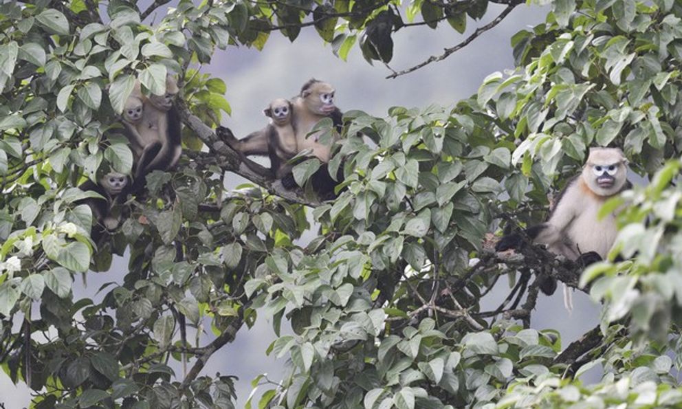 5 loài động vật tưởng đã tuyệt chủng bất ngờ xuất hiện trở lại ở Việt Nam: có loài đã biến mất 11 triệu năm