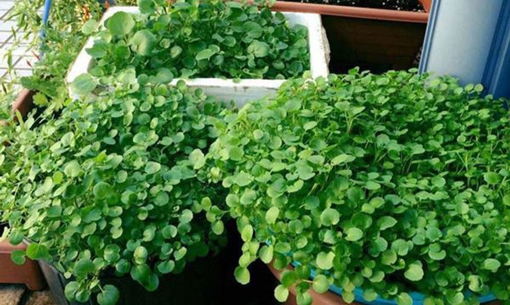 Mỹ đánh giá đây là loại rau tốt nhất thế giới, còn là “thần dược của người nghèo”, tốt cho cả đường huyết lẫn tuổi thọ: Việt Nam có rất nhiều