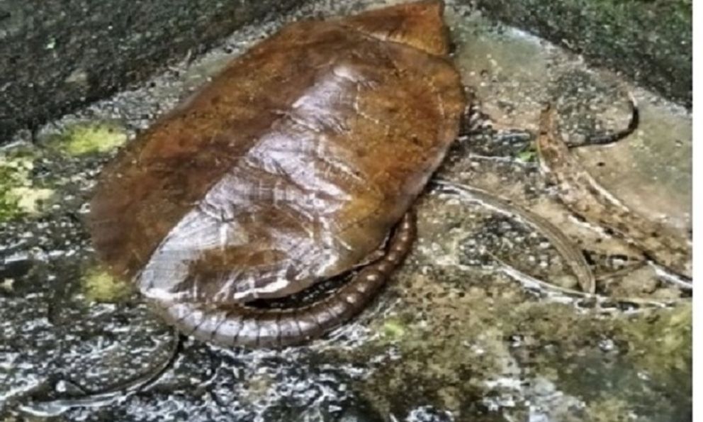 Nghe tiếng động lạ, người dân phát hiện loài vật quý hiếm tưởng như sắp tuyệt chủng: Nhiều người Việt hân hoan