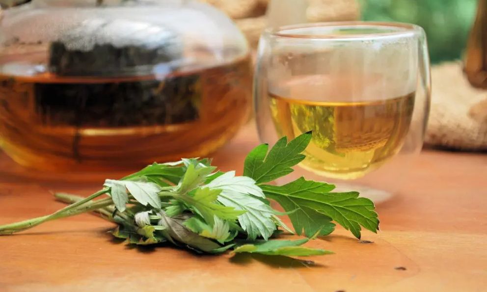 Nhật Bản đánh giá loại lá này tốt ngang 