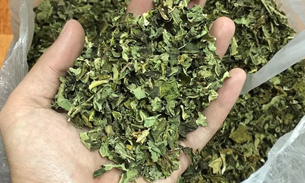 Việt Nam có loại lá được ví như “nhân sâm của người nghèo”: Giúp hạ đường huyết, chống viêm hiệu quả nhưng ít người dùng tới