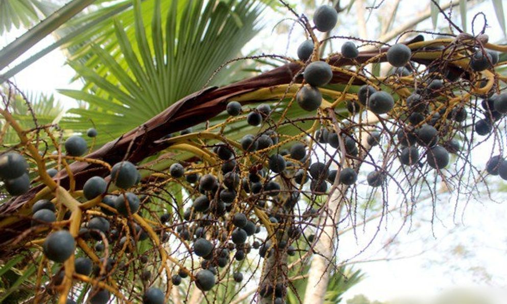 Loại quả xưa không ai thèm nhặt, giờ thành đặc sản “ăn vào nhớ mãi không quên”: Tốt như thuốc quý, bổ dưỡng đủ đường