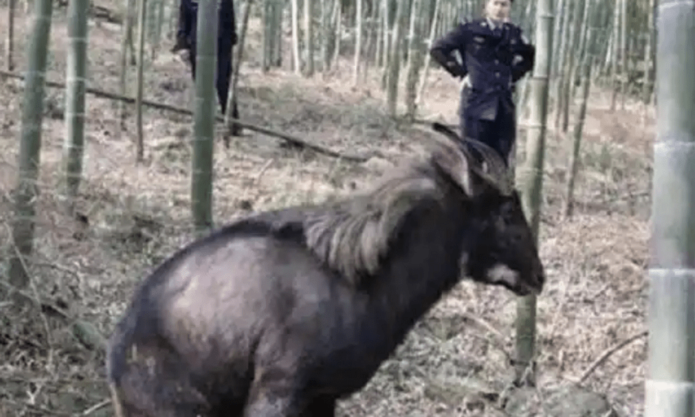 Phát hiện sinh vật đen sì kỳ lạ trên núi, người dân liền báo cảnh sát phong tỏa cả ngôi làng 