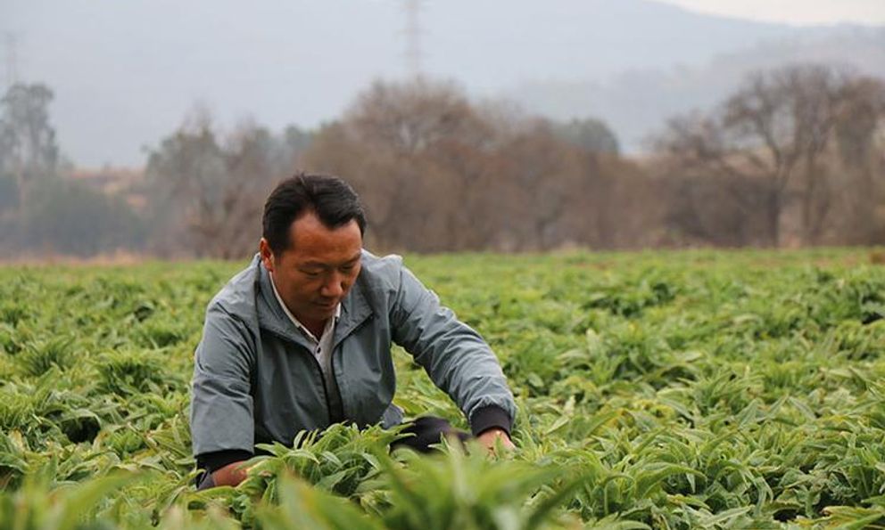 Phát hiện người đàn ông sinh năm 1984 bán rau kiếm hơn 37 tỷ đồng/năm