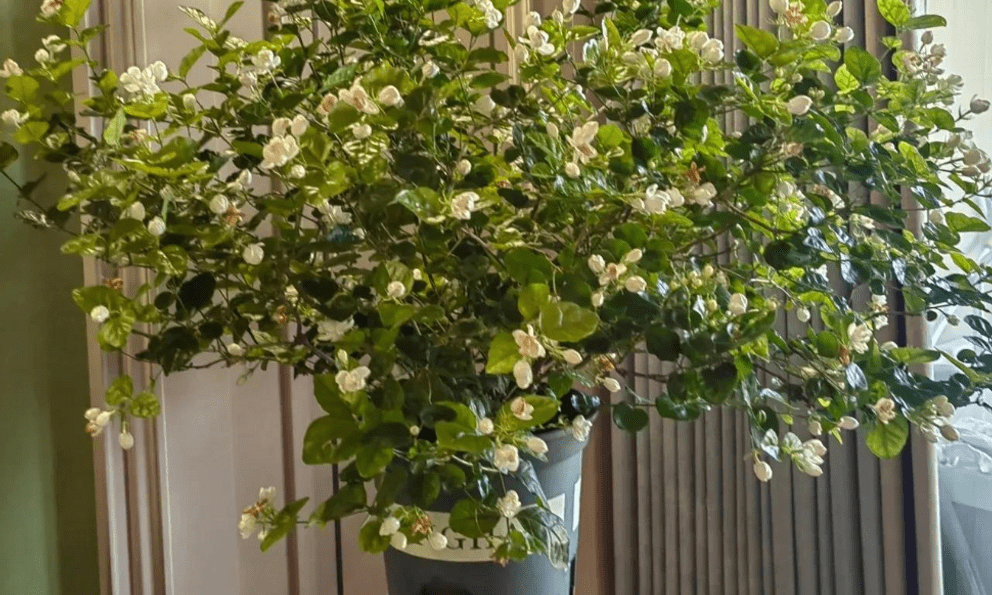 Loại cây hàng đầu được NASA khuyên trồng trong nhà, đặc biệt là phòng ngủ