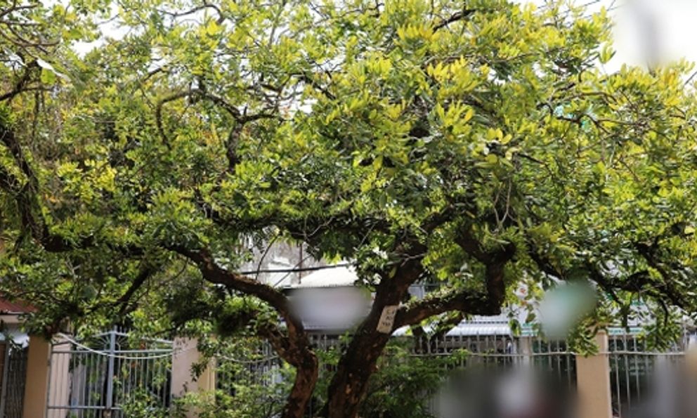 Loại cây hàng đầu được NASA đánh giá cực cao, nhà nào cũng nên có