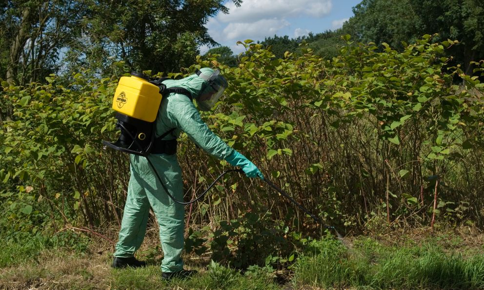 Loài cây “ác mộng” khiến Anh phải chi hơn 8.733 tỷ đồng/năm để tiêu diệt: Đâm thủng cả bê tông, cao thêm 2,5m chỉ trong 1 tháng