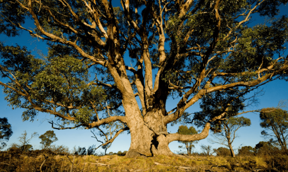 Phát hiện 1 loại cây 