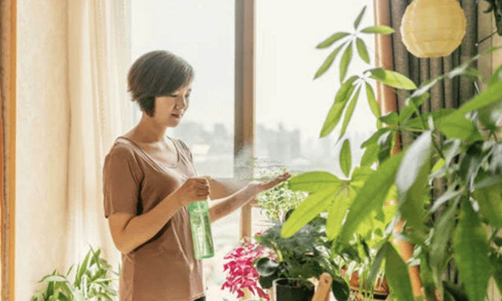 Đừng đặt cây ở 5 vị trí này trong nhà: Tưởng đẹp mà hóa rước họa, nhiều người để rồi mới hối hận