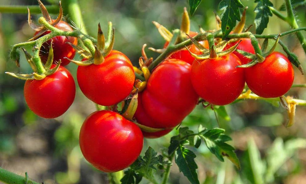 Dùng loại quả quen thuộc này mỗi ngày, người đàn ông từng bị chẩn đoán mỡ máu cao khiến bác sĩ bất ngờ khi khám lại: 