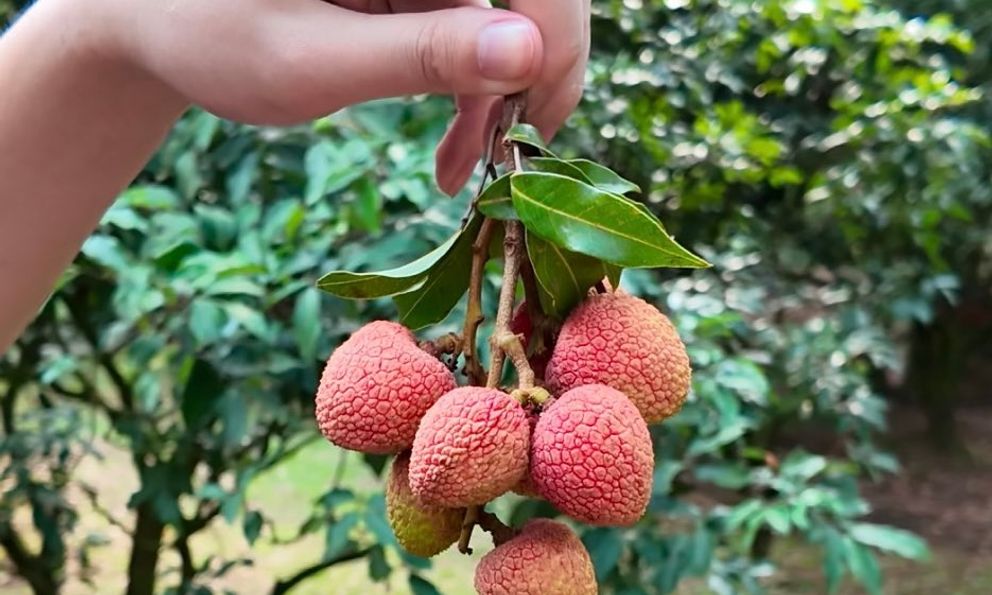 Cây vải gần 2.000 năm tuổi gây sốt: Từng rẻ bèo, nay chỉ một quả đã có giá hơn 3,8 triệu đồng