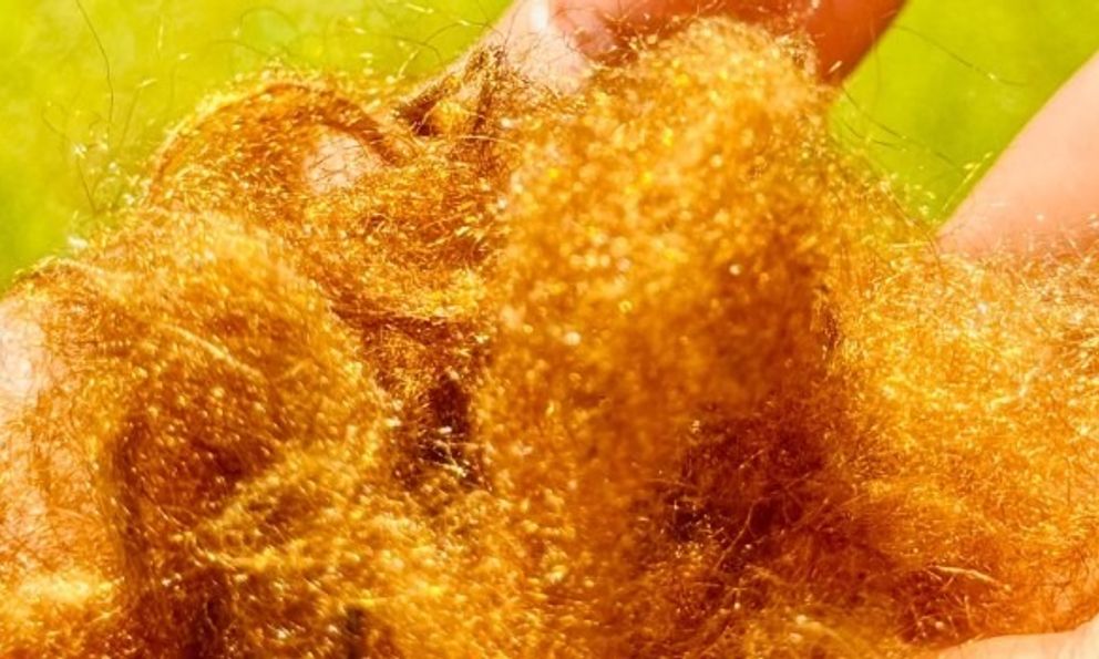 ‘Tơ vàng’ quý hiếm của đại dương tái xuất: Nhà khoa học Hàn Quốc hồi sinh thành công vật liệu xa xỉ giữ ánh kim hàng nghìn năm